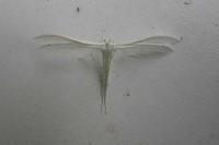 Pterophorus pentadactylus