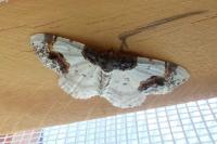 Ligdia adustata