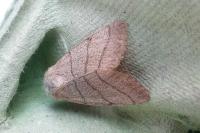 Charanyca trigrammica
