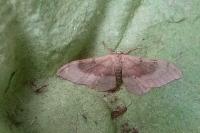 Idaea degeneraria