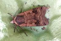 Noctua pronuba