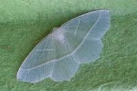 Campaea margaritaria