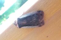 Ochropleura plecta