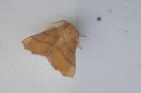 Malacosoma neustria