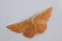 Angerona prunaria