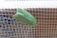 Tortrix viridana