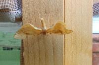 Gandaritis pyraliata