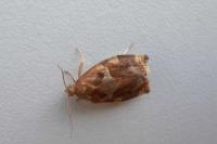 Archips xylosteana