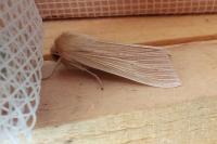 Mythimna pallens