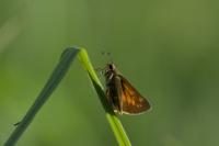 Ochlodes sylvanus