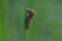 Acronicta rumicis