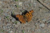 Polygonia c-album