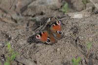 Aglais io