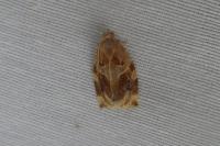 Archips xylosteana