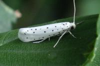 Yponomeuta cagnagella
