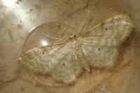 Idaea fuscovenosa