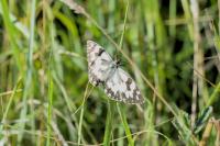 Melanargia galathea