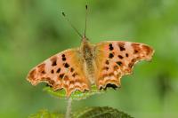 Polygonia c-album