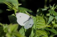 Pieris rapae