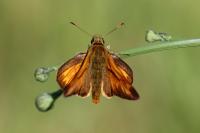 Ochlodes sylvanus