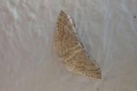 Idaea fuscovenosa