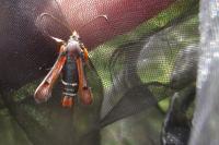 Pyropteron chrysidiforme