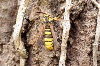 Sesia apiformis