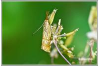 Chrysocrambus linetella