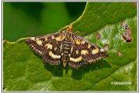 Pyrausta purpuralis