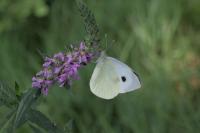 Pieris brassicae