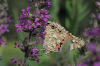 Vanessa cardui