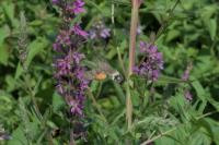 Macroglossum stellatarum