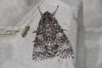 Acronicta megacephala