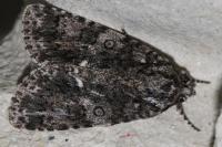 Acronicta rumicis