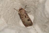 Agrotis exclamationis