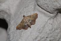 Endotricha flammealis