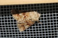 Eremobia ochroleuca