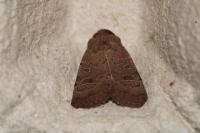 Hoplodrina blanda