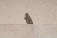 Hypomecis punctinalis