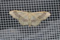Idaea aversata