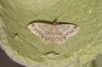 Idaea biselata