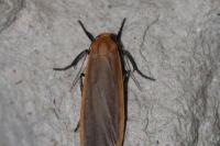 Katha depressa