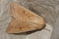 Mythimna vitellina