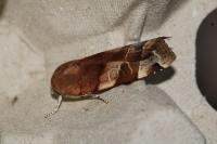 Noctua fimbriata