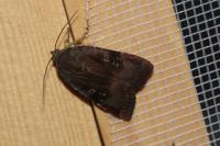 Noctua janthina