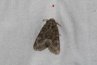 Oligia latruncula/strigilis/versicolor