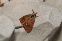 Orgyia antiqua