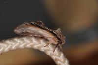 Pheosia tremula