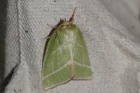 Pseudoips prasinanus