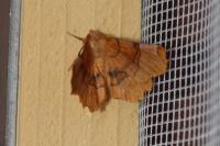 Selenia lunularia